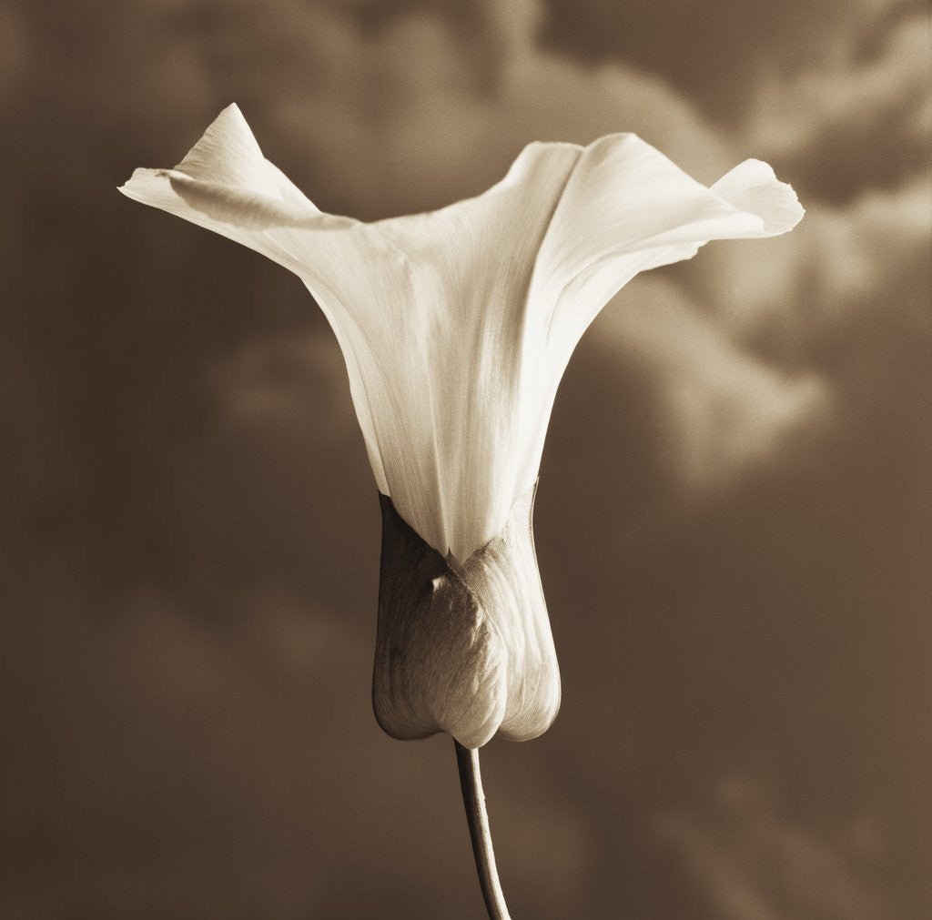 Detail of Morning Glory by Tom Marks