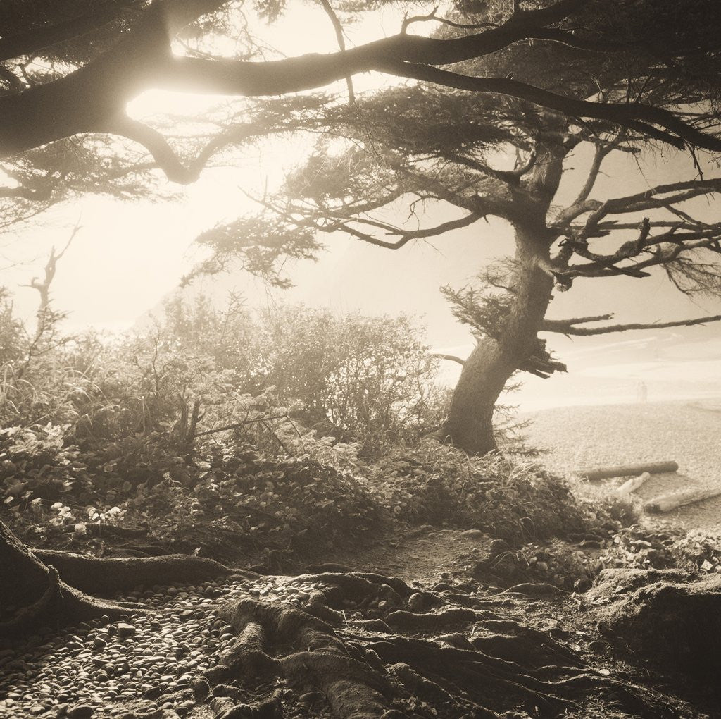 Detail of Oregon Coast Path by Tom Marks