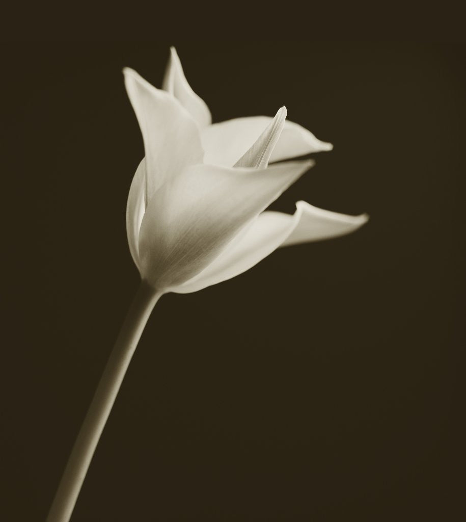 Detail of Tulip by Tom Marks