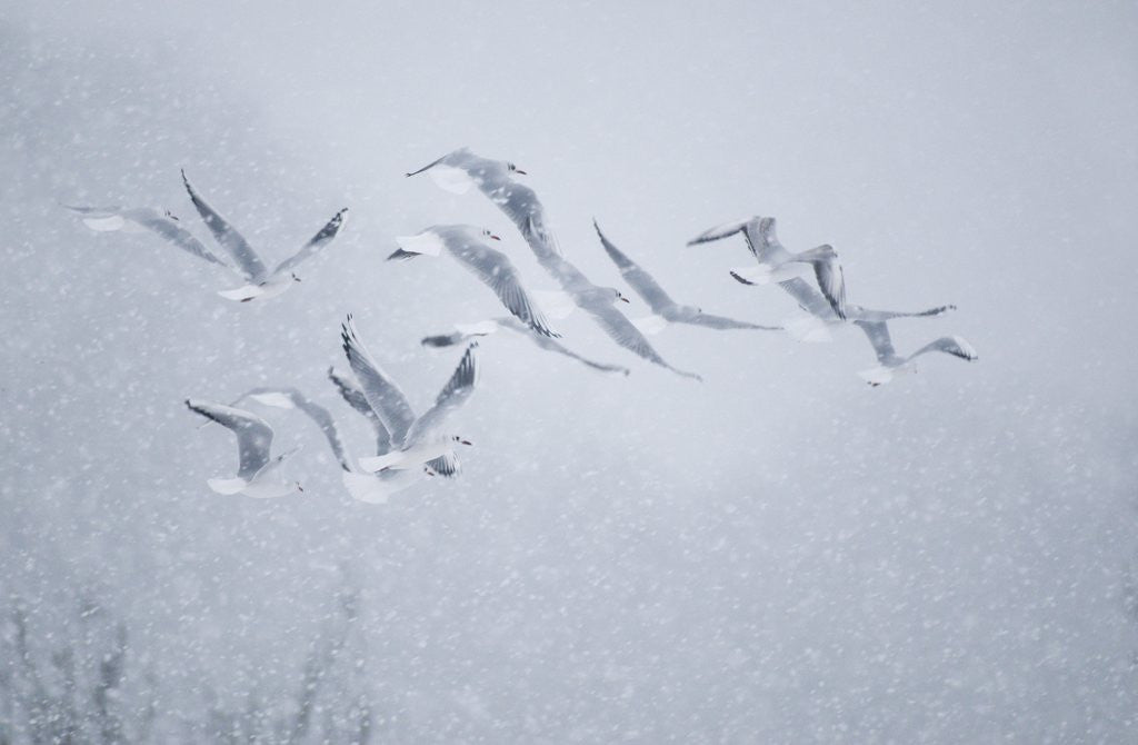 Detail of Flock of Black-headed gull flying in blizzard by Anonymous
