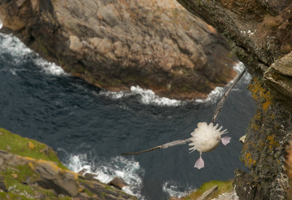 Detail of Northern Fulmar diving off cliff over water by Anonymous