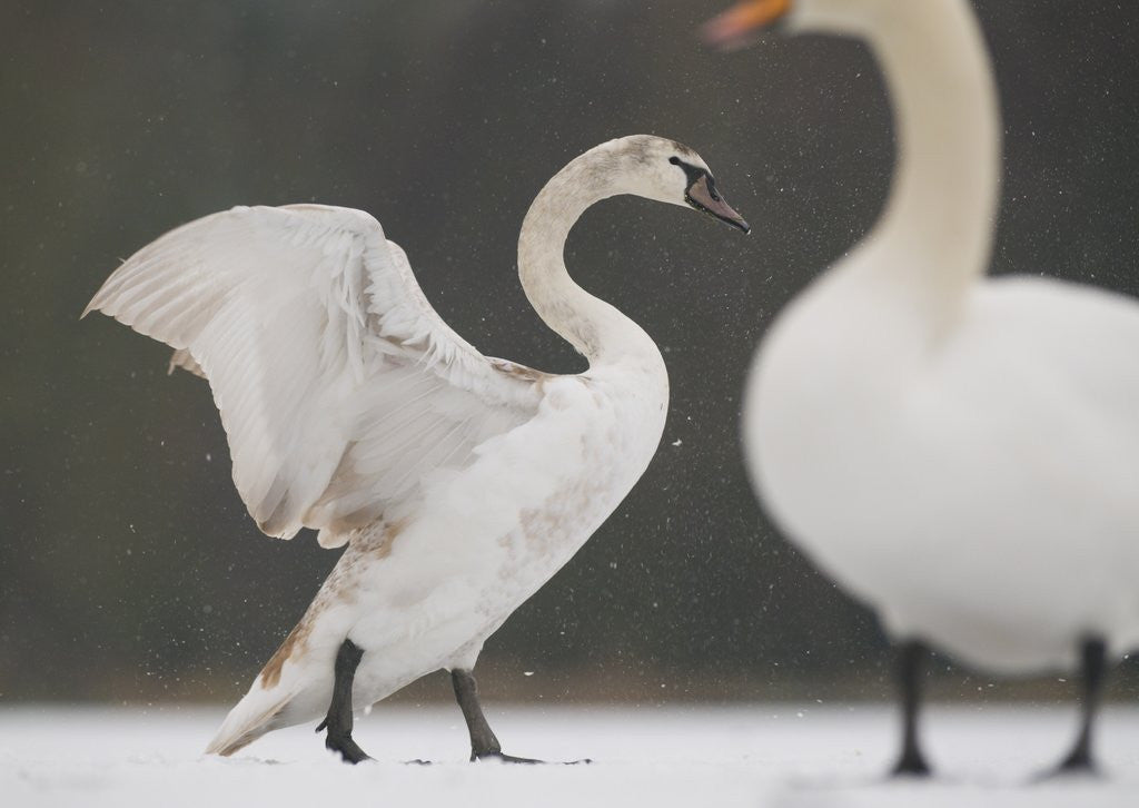 Detail of Mute swans in winter by Anonymous