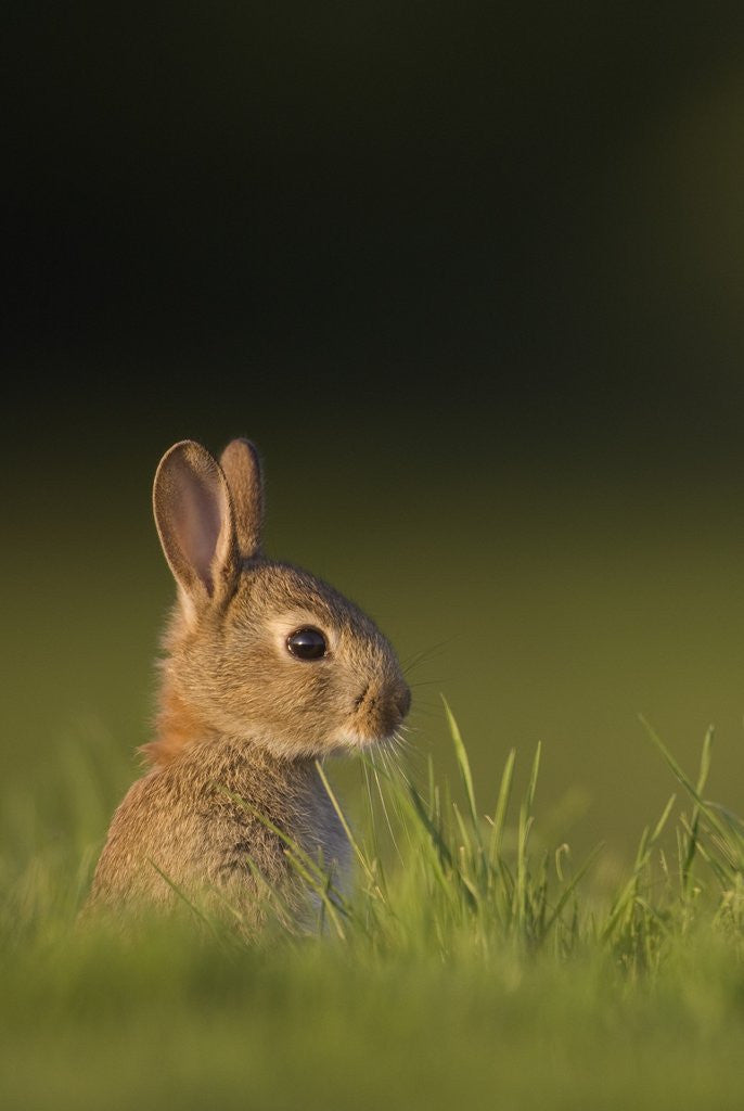Detail of Baby Rabbit in grass by Anonymous