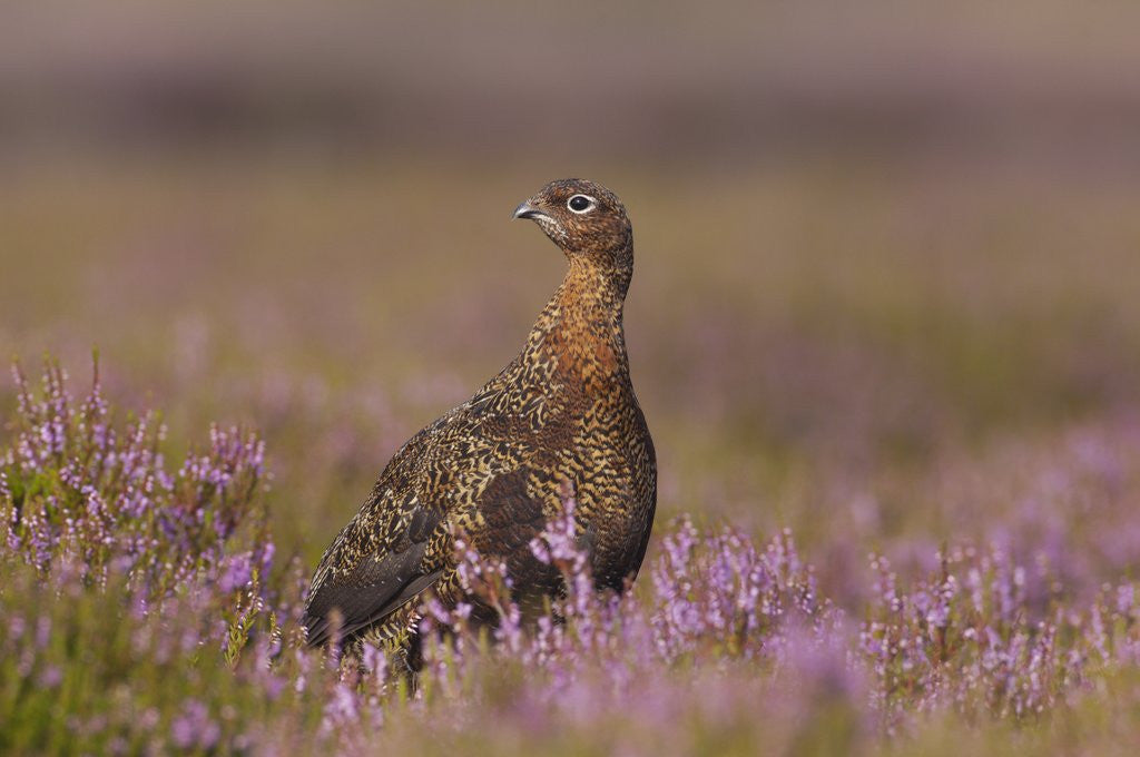Detail of Red grouse standing on alert in moorland by Anonymous