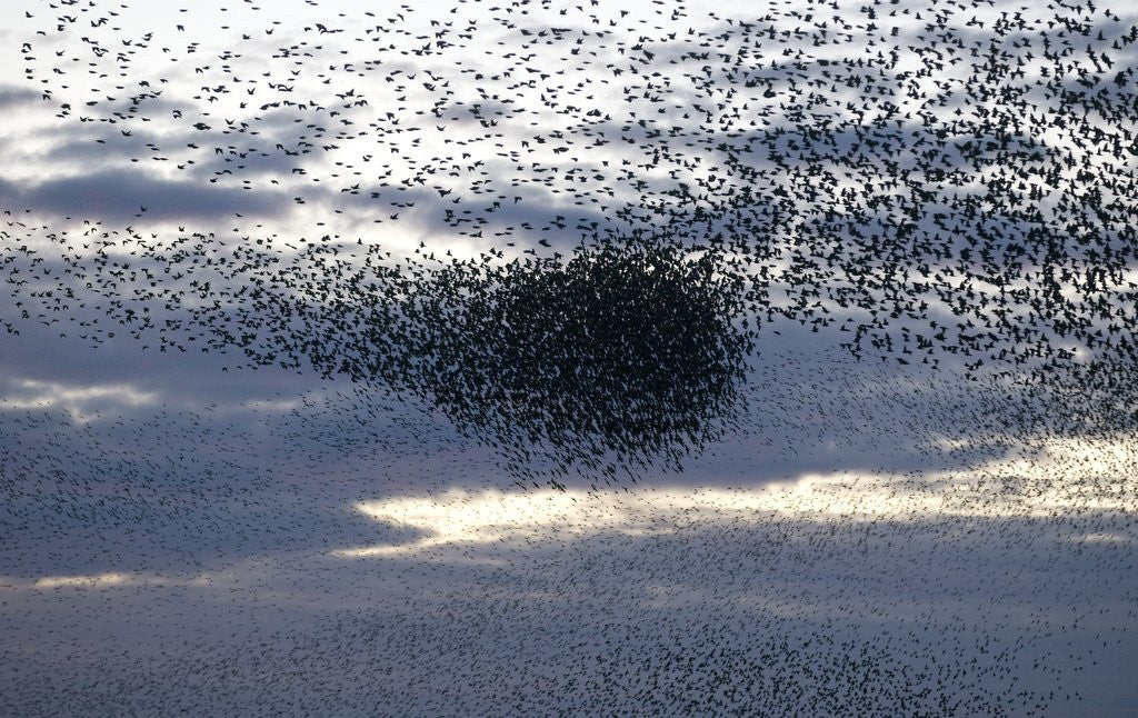 Detail of Mass of Starlings flying at twilight by Anonymous