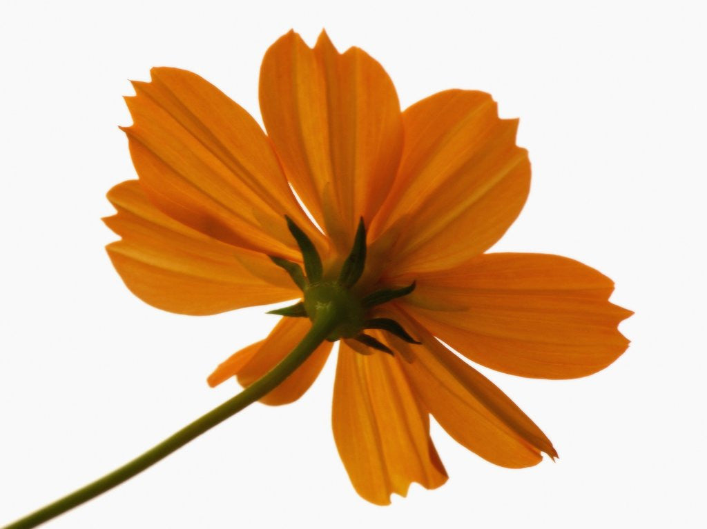 Detail of Close-up of an orange flower by Anonymous