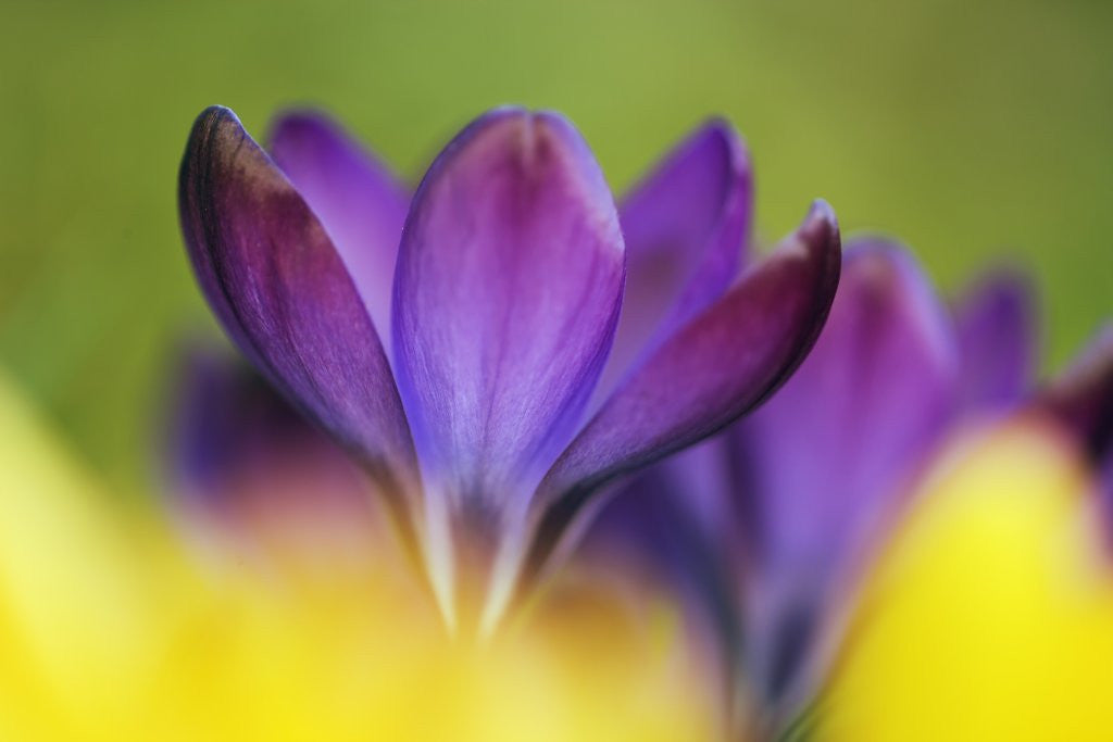 Detail of Crocus by Anonymous