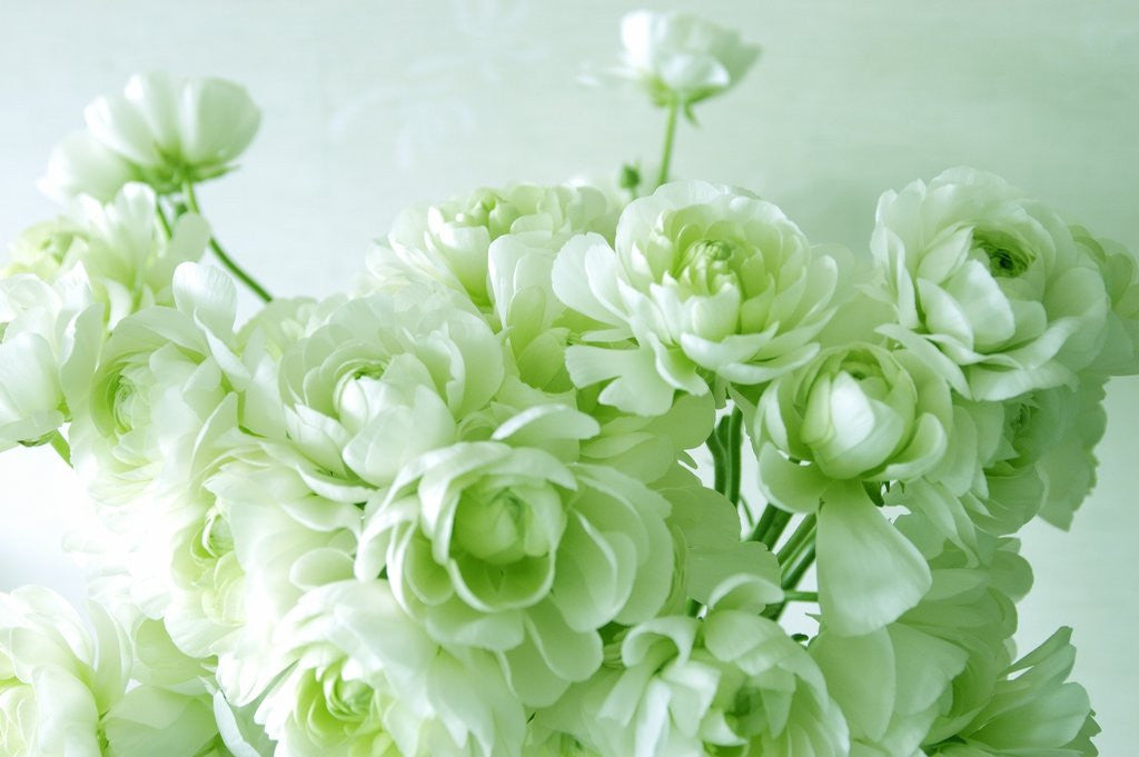 Detail of Ranunculus by Anonymous