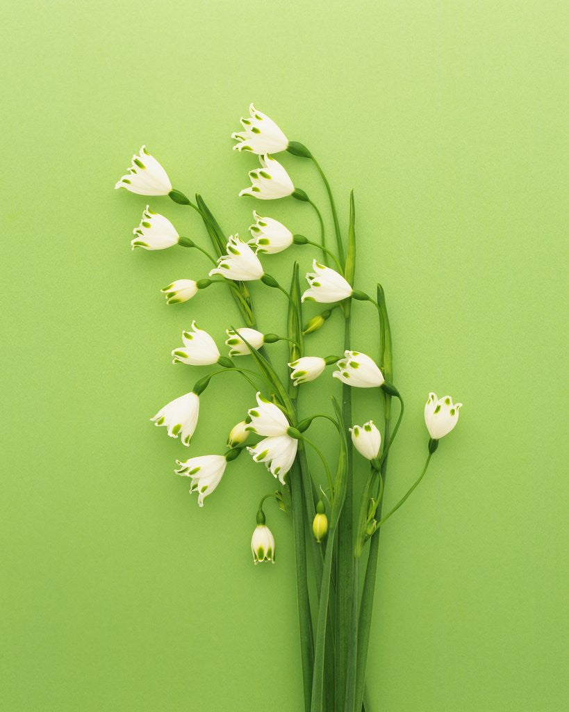 Detail of Snowflake by Anonymous