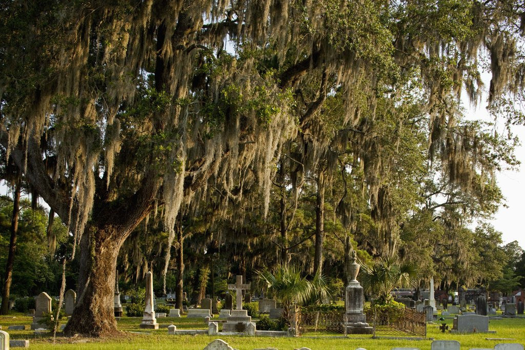 Detail of Gravestones and trees draped in Spanish Moss in Bonaventure Cemetery, Savannah, Georgia by Corbis
