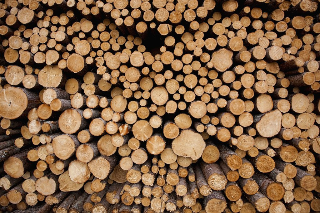 Detail of Log Pile at Sawmill, Gulliver, Michigan by Corbis