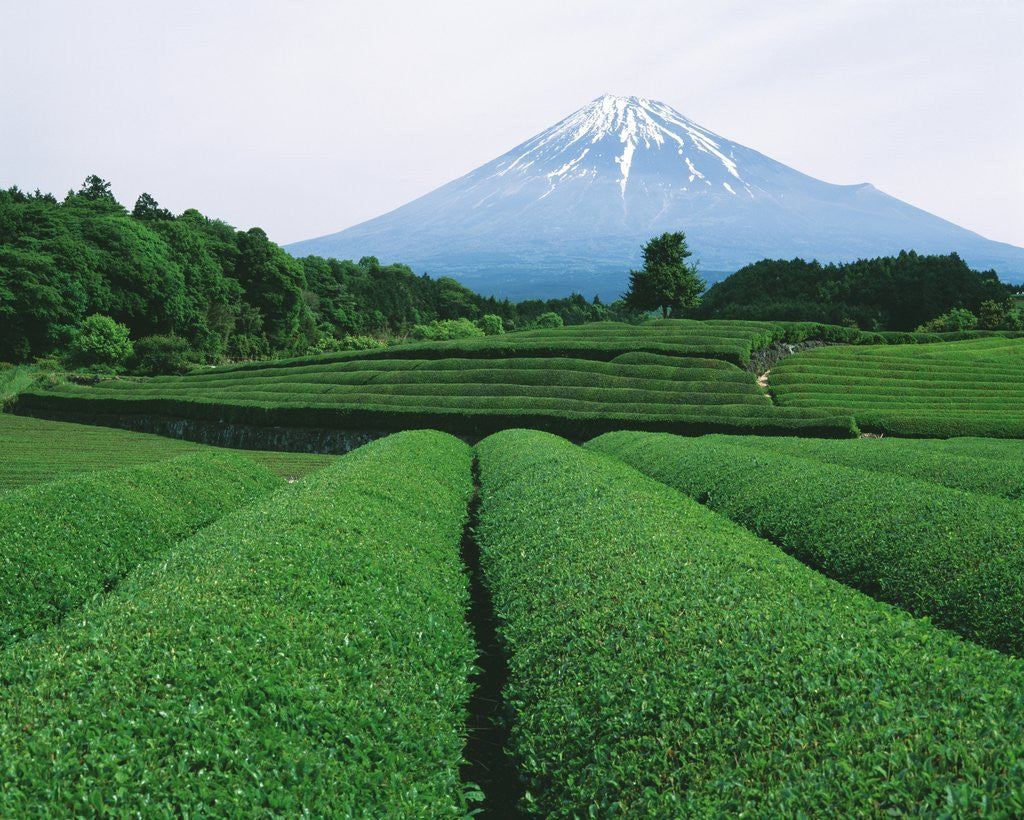 Detail of Mt. Fuji from tea plantation, Fujinomiya city, Shizuoka prefecture, Japan by Anonymous