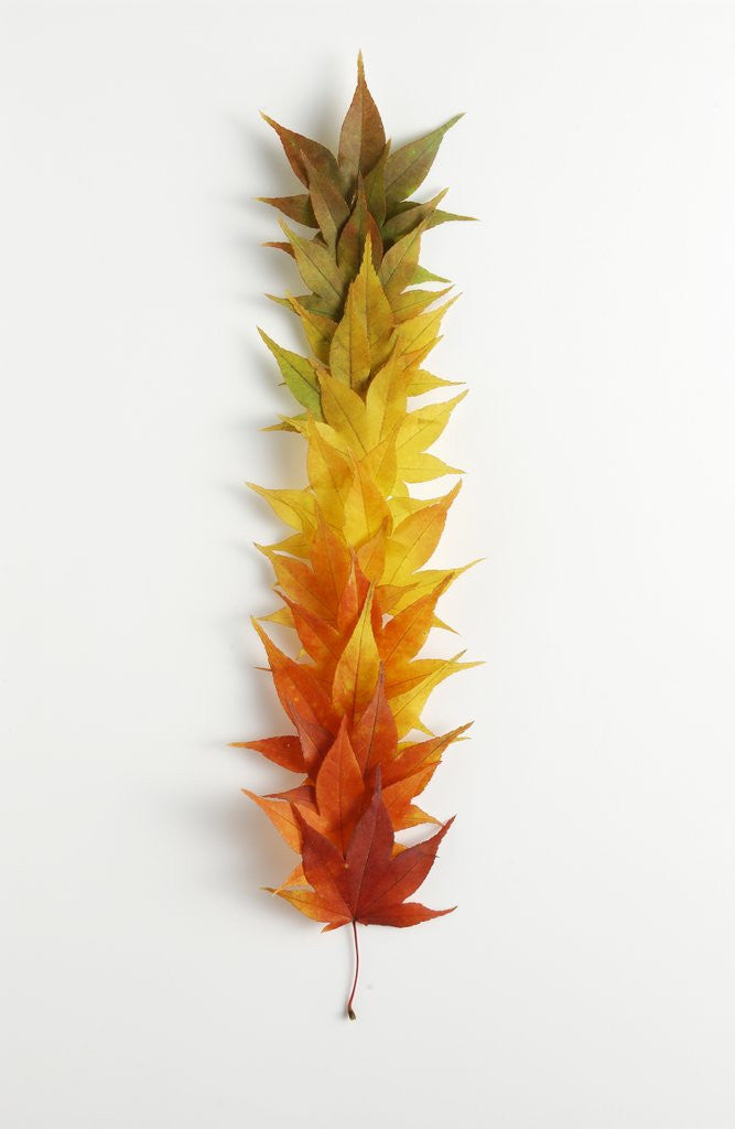 Detail of Autumn Foliage by Anonymous