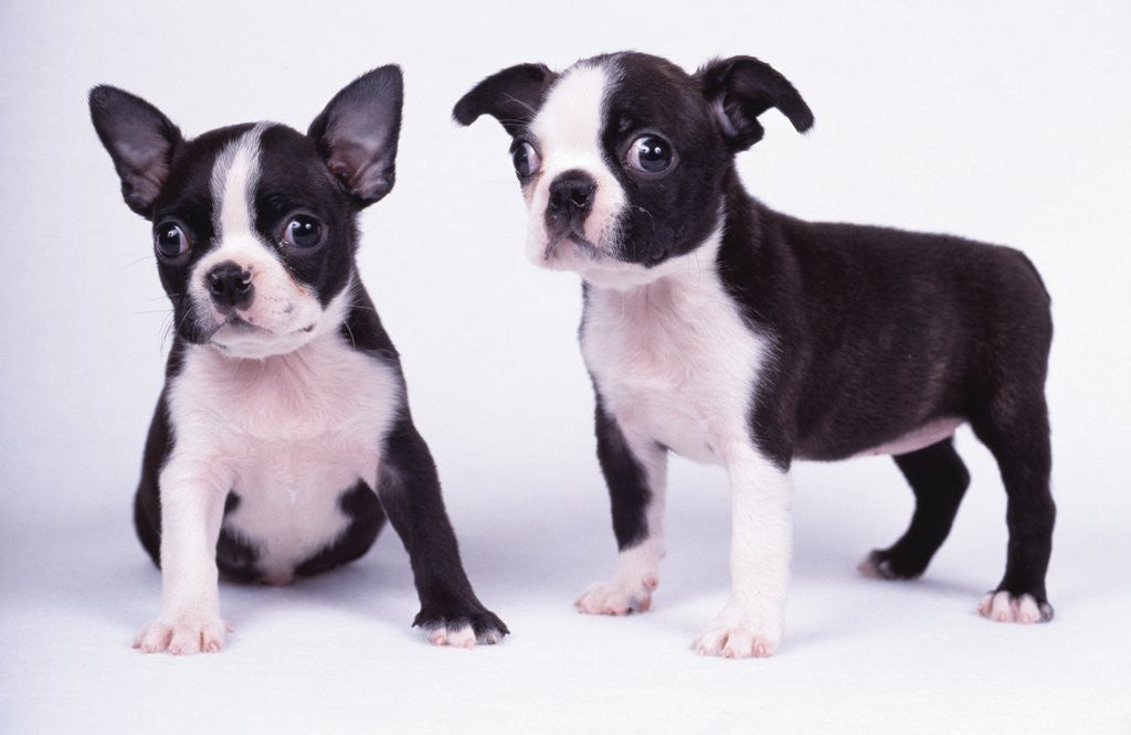 Detail of French Bulldog, white background by Anonymous