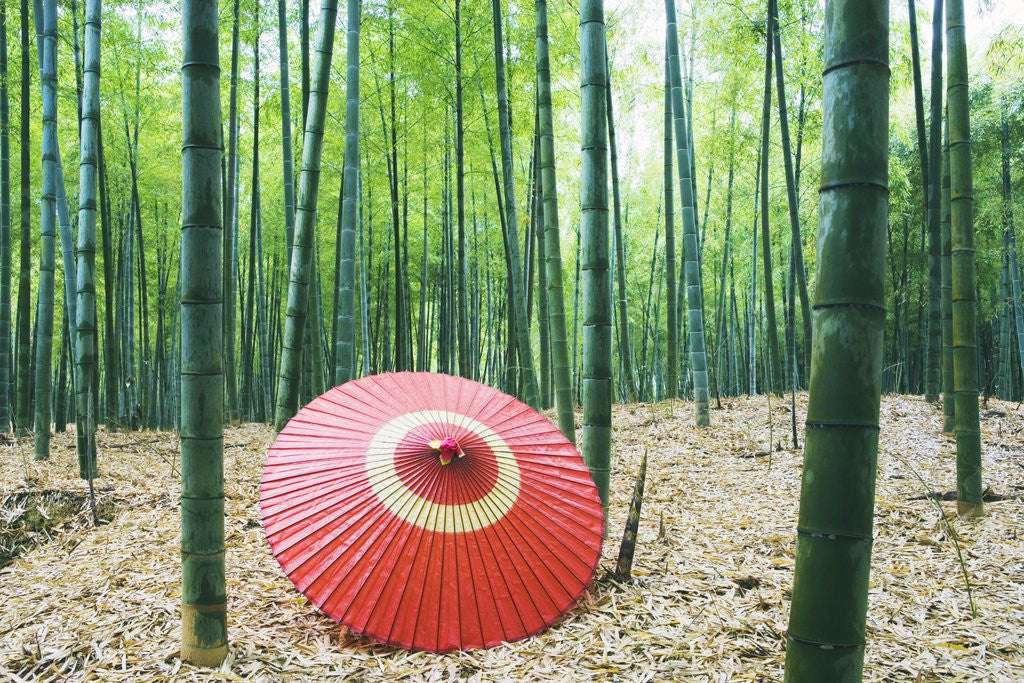 Detail of Coarse oilpaper umbrella in bamboo forest, Muko city, Kyoto prefecture, Japan by Anonymous
