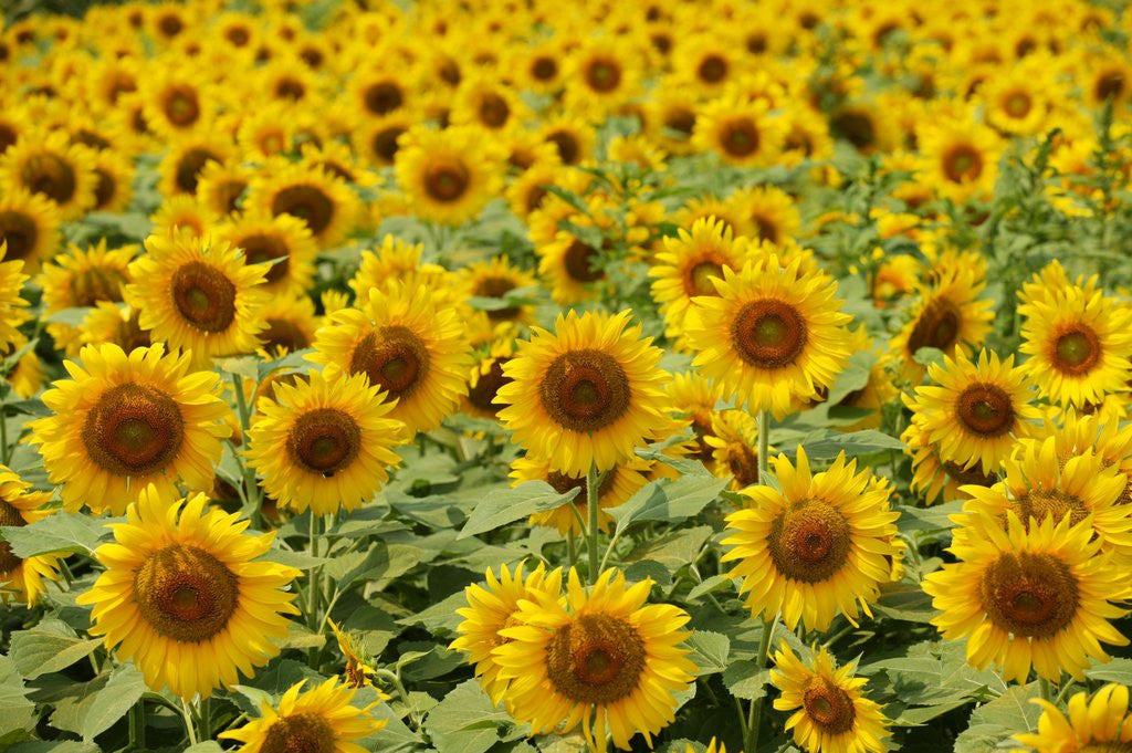 Detail of Field of sunflowers, full frame, Zama city, Kanagawa prefecture, Japan by Anonymous