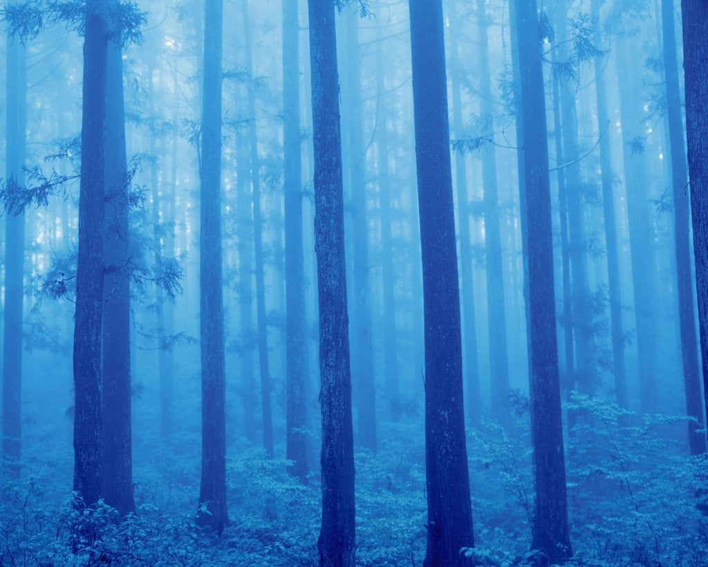 Detail of Grove of Japanese cedars, toned image, Gunma prefecture, Japan by Anonymous