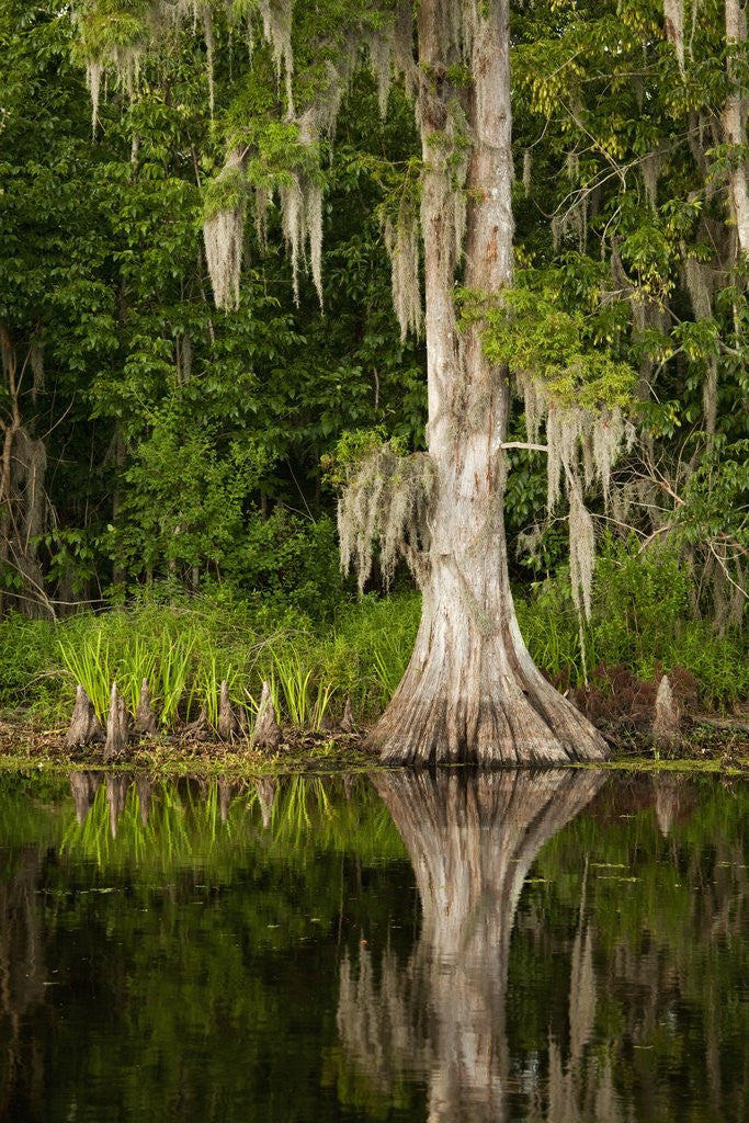 Detail of Bayou, New Orleans, Louisiana by Anonymous
