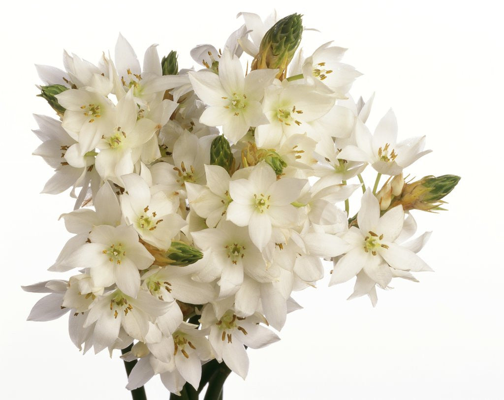 Detail of Bouquet of white flowers by Anonymous