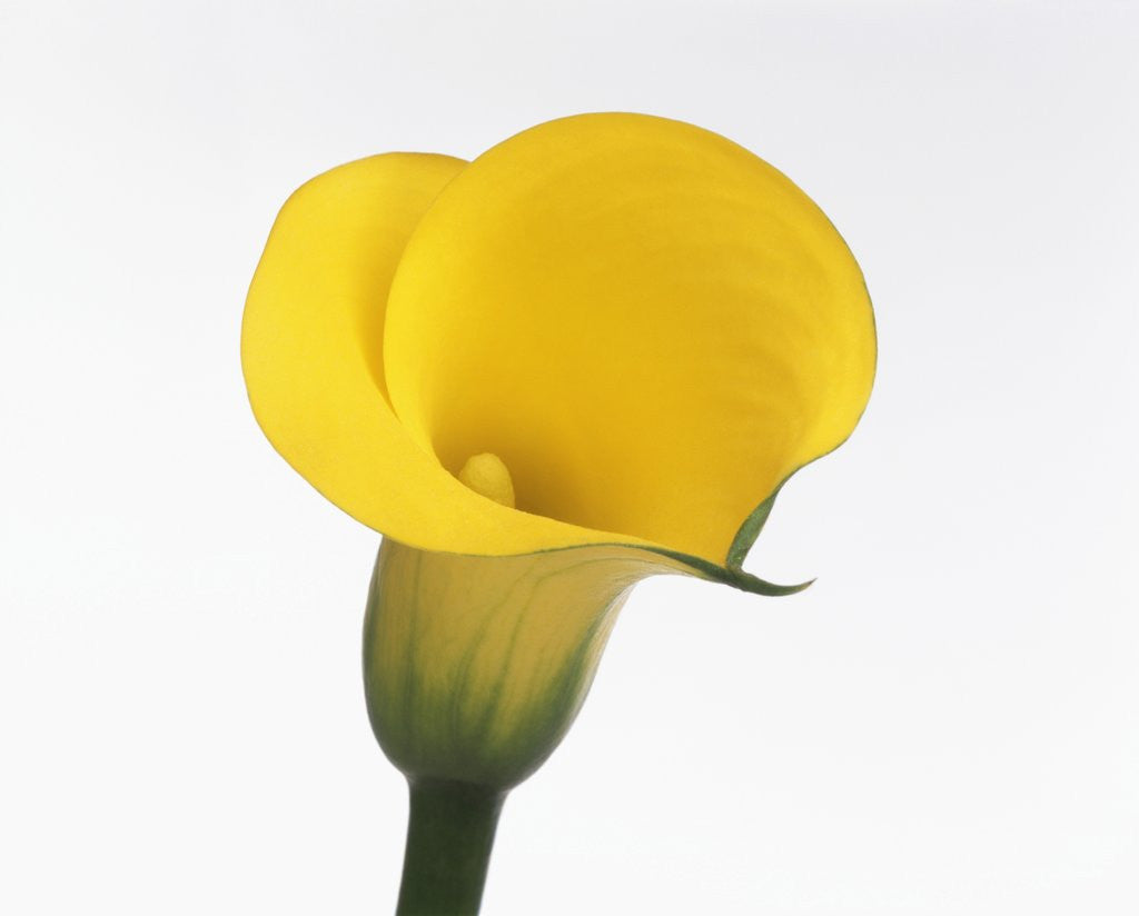 Detail of Calla lily by Corbis