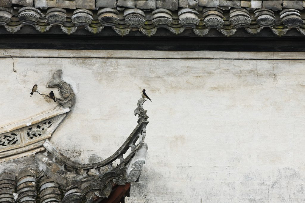 Detail of Birds on tiled roof in Xidi, China by Anonymous