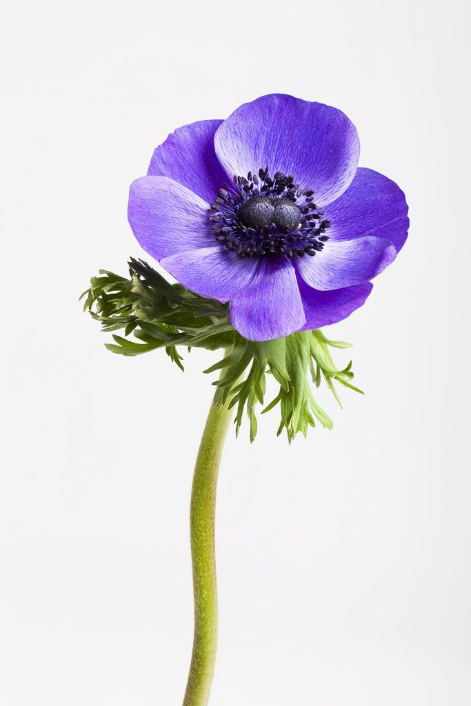 Detail of Purple Anemone flower by Anonymous