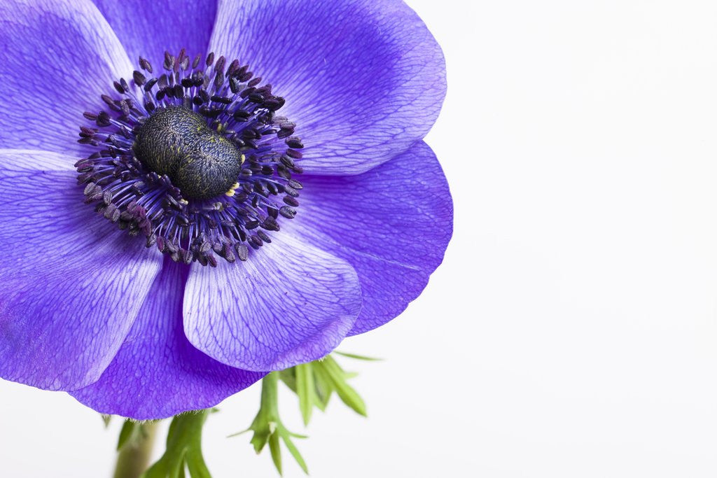 Purple Anemone flower by Corbis