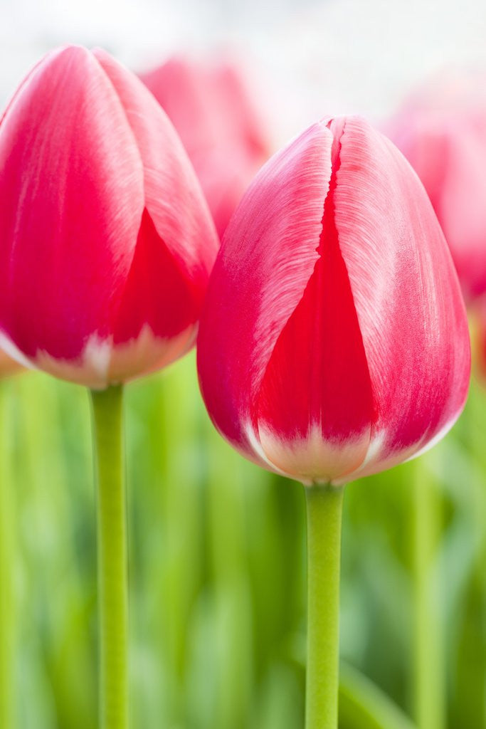 Detail of Dark pink tulips by Anonymous