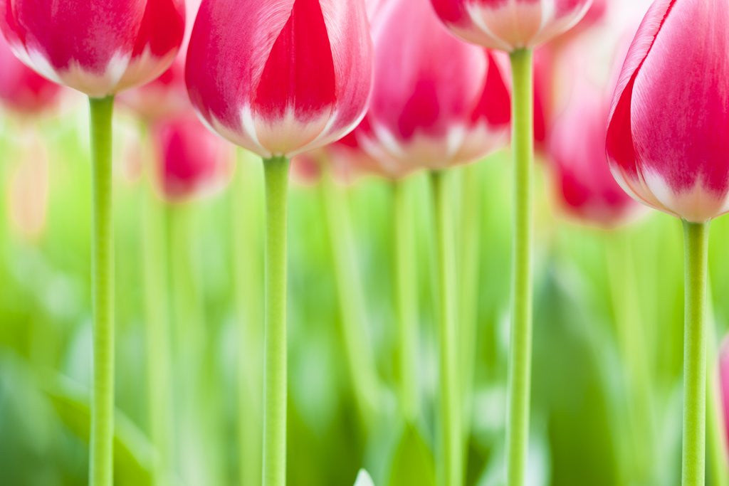 Detail of Dark pink tulips by Corbis
