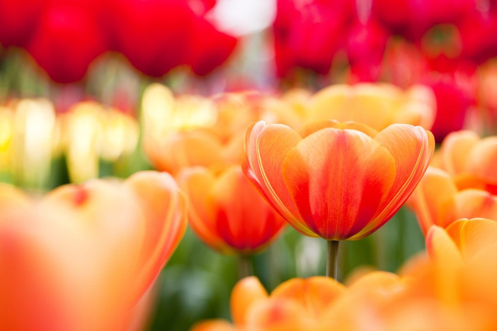 Detail of Orange and red tulips by Anonymous