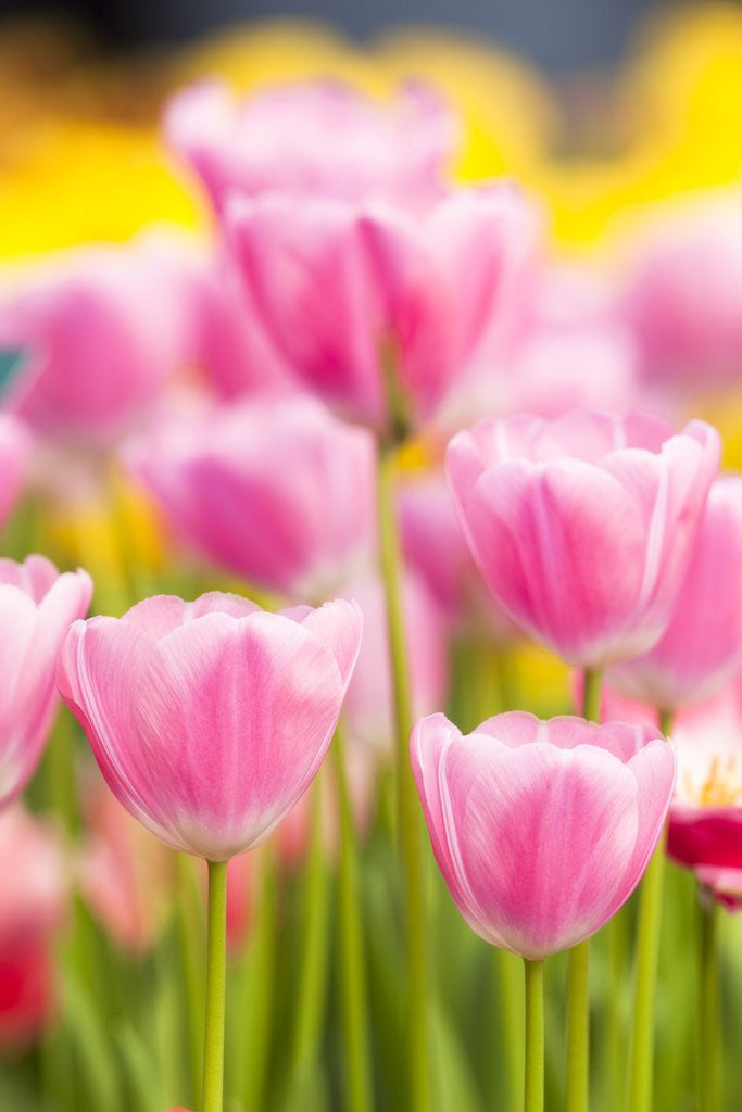 Detail of Light pink tulips by Anonymous