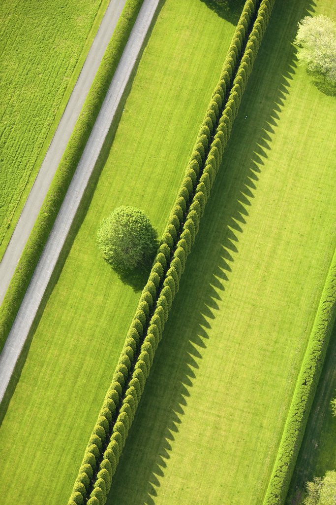 Detail of Hedge in The Hamptons by Anonymous