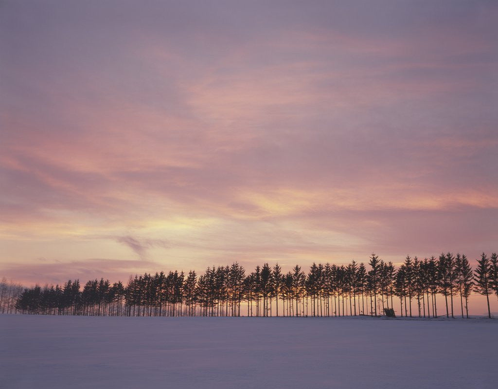 Detail of Sunrise over a snow covered field in Hokkaido, Japan by Anonymous