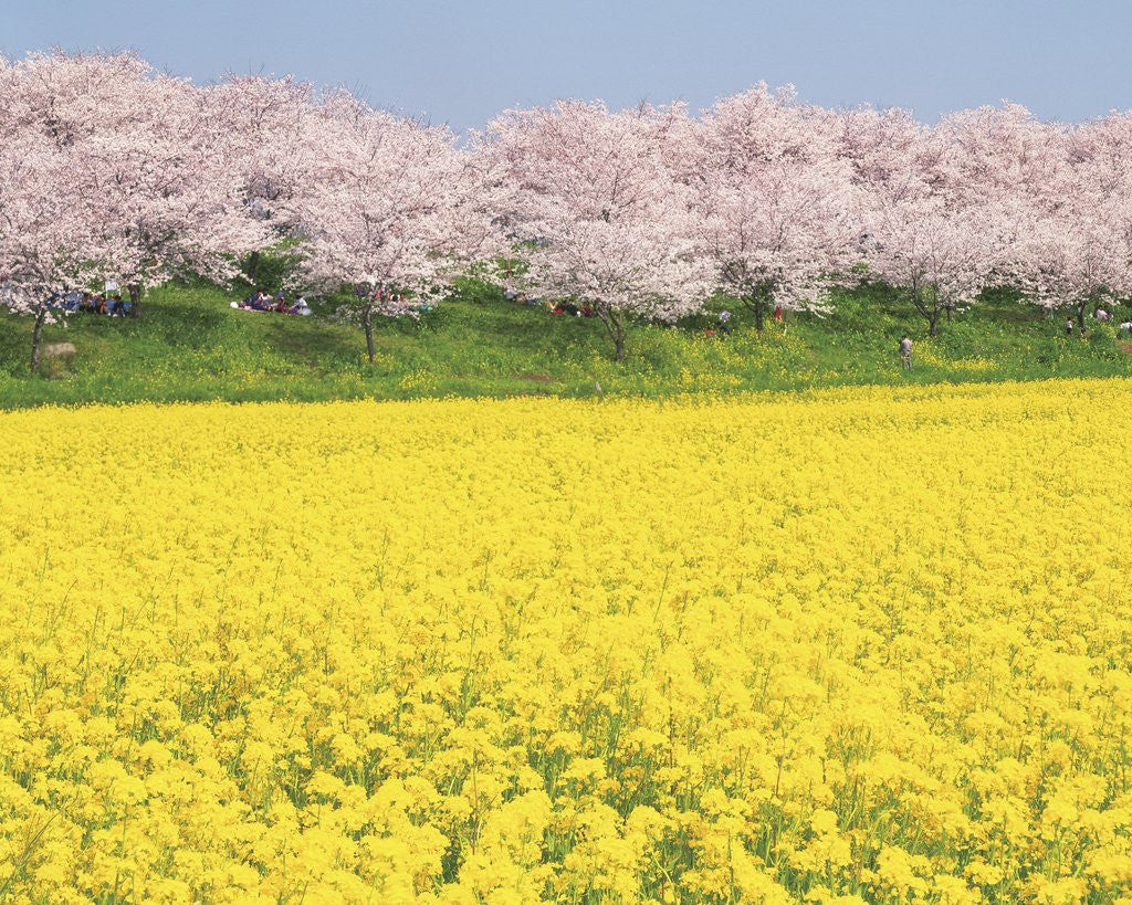 Detail of Rape blossom field lined with blossoming cherry trees, Satte, Saitama Prefecture, Japan by Anonymous