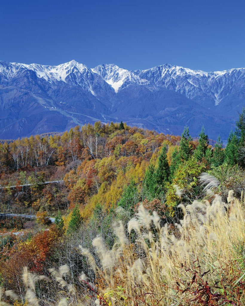 Detail of Mountain range and autumn foliage, Hakuma Miyama, Nagano Prefecture, Japan by Anonymous