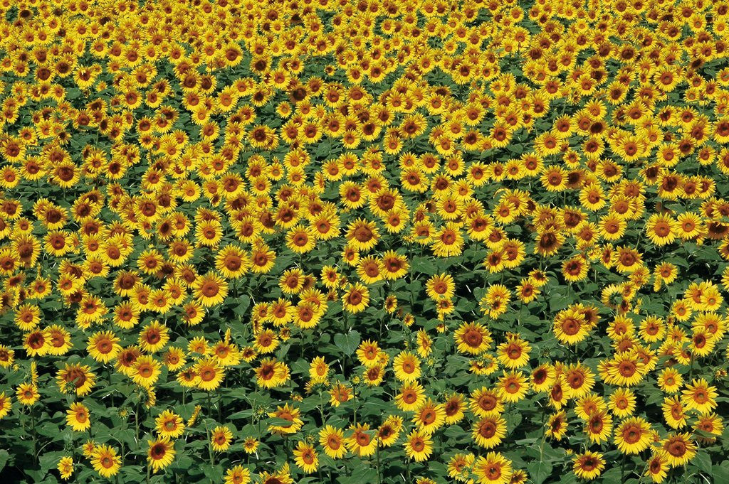 Detail of Sunflower field in Hokuto, Yamanashi Prefecture, Japan by Anonymous