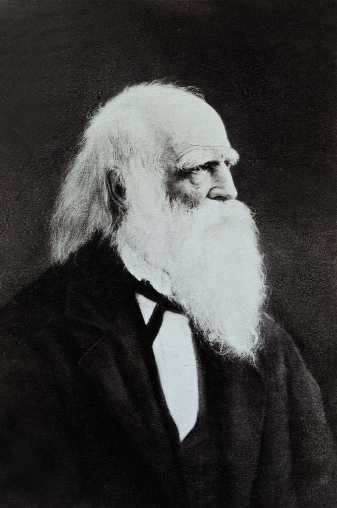 Detail of William Cullen Bryant by Anonymous