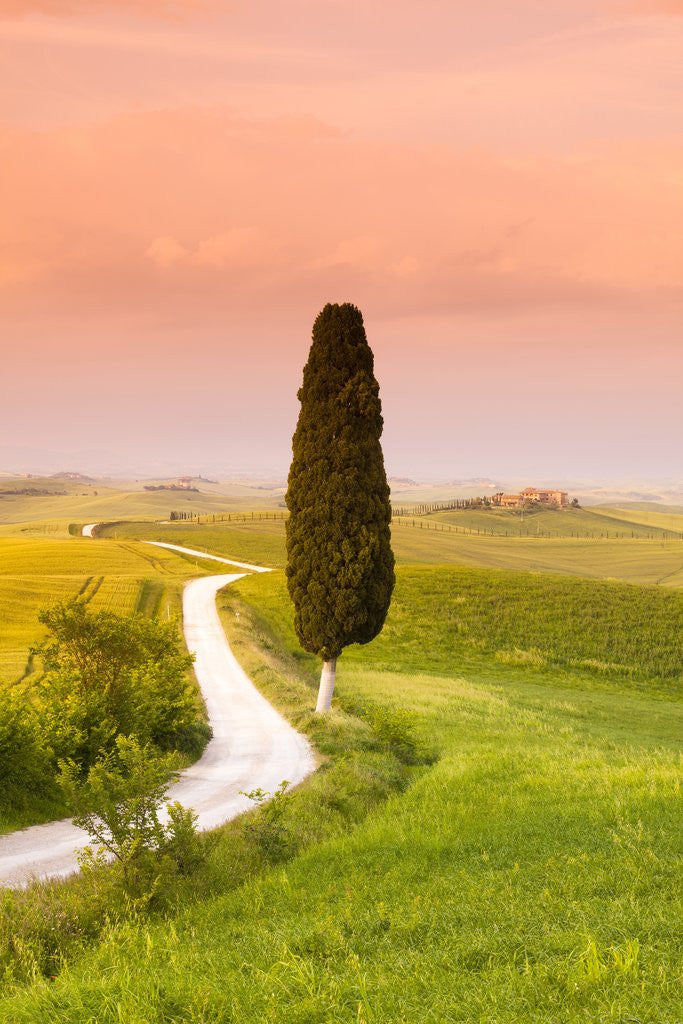 Detail of Cypress tree by dirt road at sunset by Anonymous