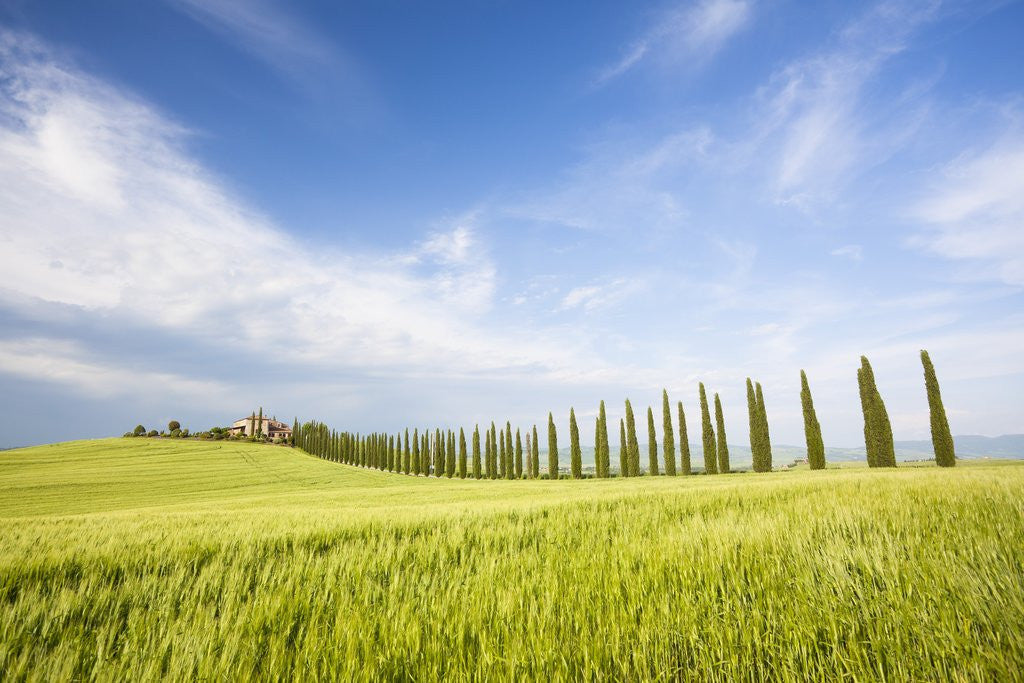 Detail of Tuscan landscape by Anonymous