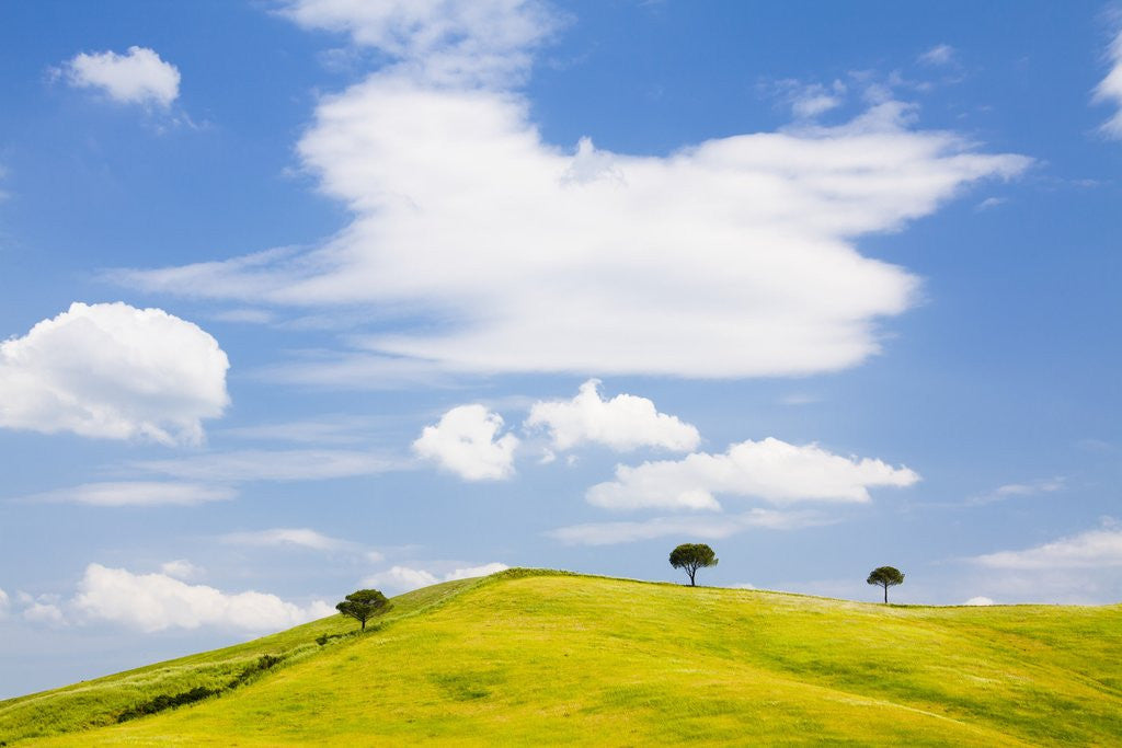 Detail of Pine trees on a ridge by Anonymous