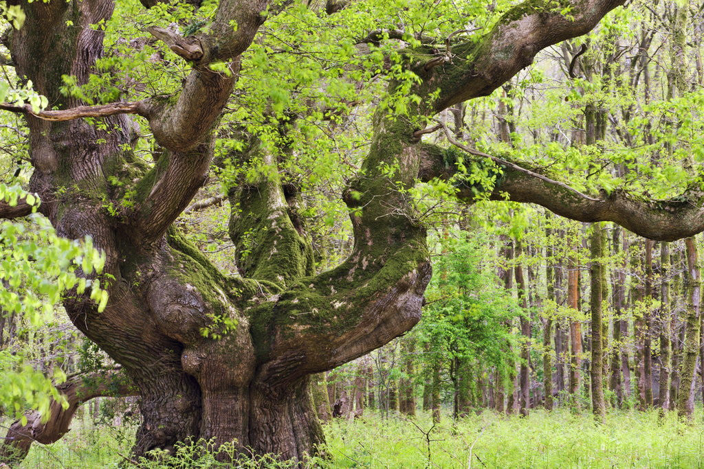 Detail of Ancient oak tree growing in Savernake Forest in springtime, Marlborough, Wiltshire, England, United Kingdom, Europe by Anonymous