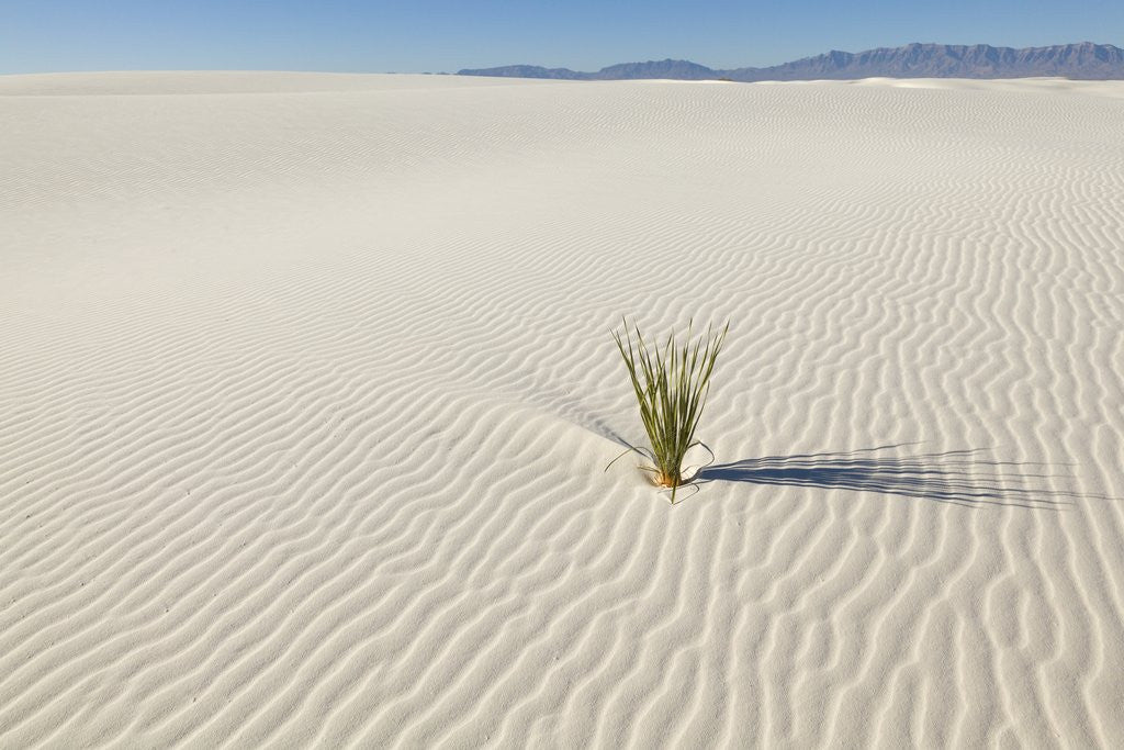 Detail of Dune and Yucca plant in White Sands National Monument by Anonymous