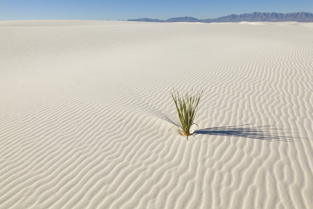 Detail of Dune and Yucca plant in White Sands National Monument by Corbis
