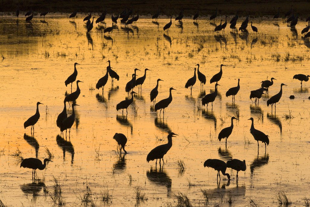 Detail of Sandhill cranes standing and feeding in shallow pond by Anonymous