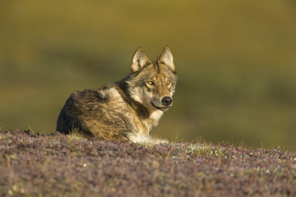 Detail of Young wolf resting on tundra in Denali National Park by Anonymous