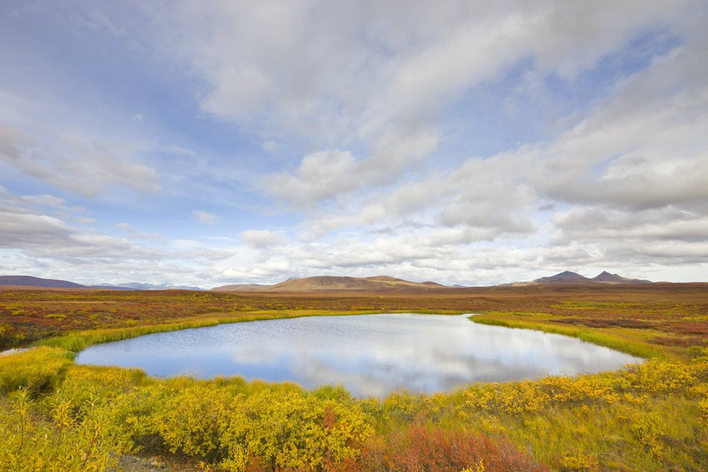 Detail of Pond and tundra in Yukon Territory by Anonymous