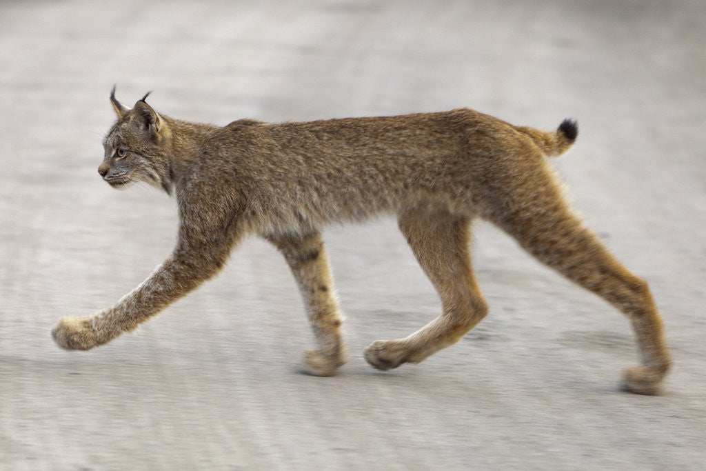 Detail of Young lynx crossing road in Denali National Park by Anonymous