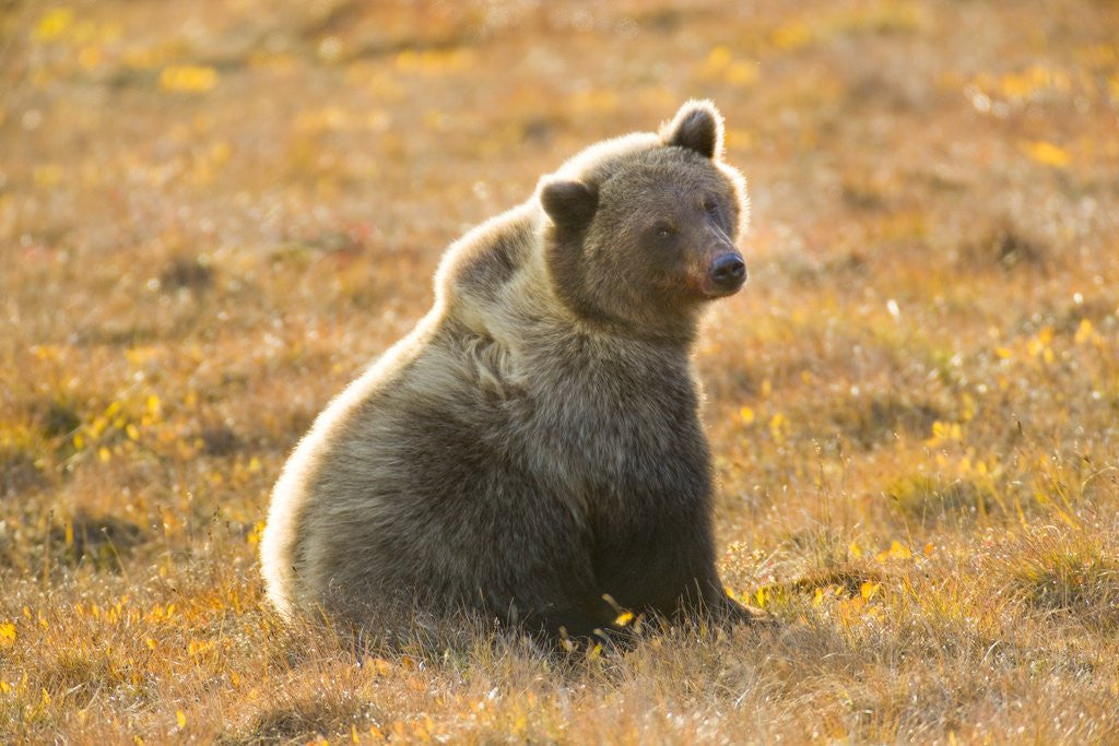 Detail of Female Grizzly bear sitting in tundra by Anonymous