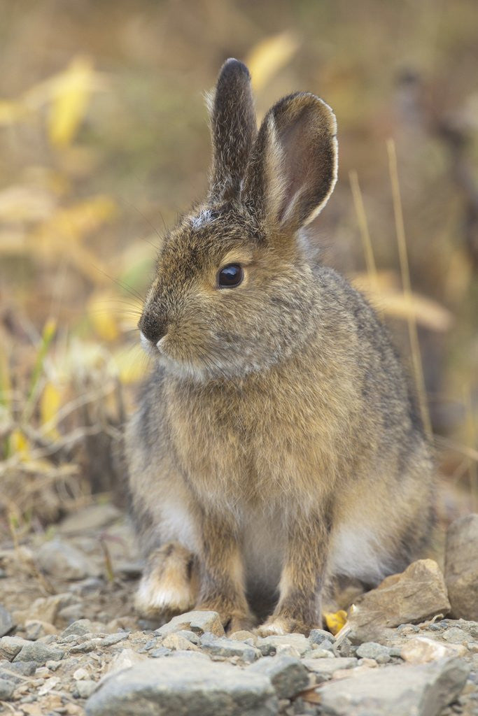 Detail of Snowshoe hare in Denali National Park by Anonymous