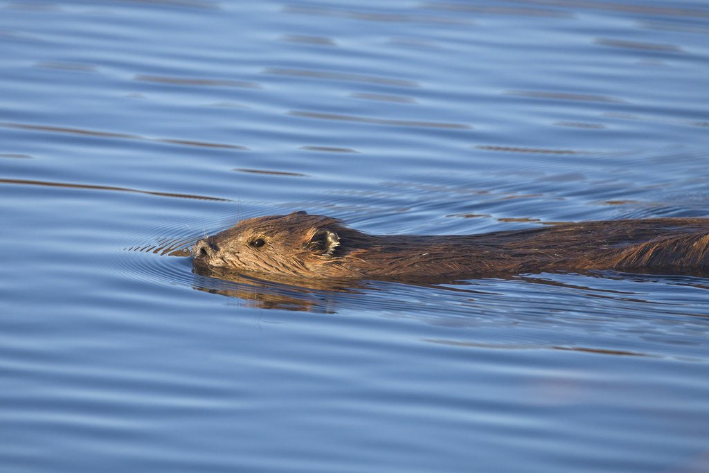 Detail of Beaver swimming in pond by Anonymous